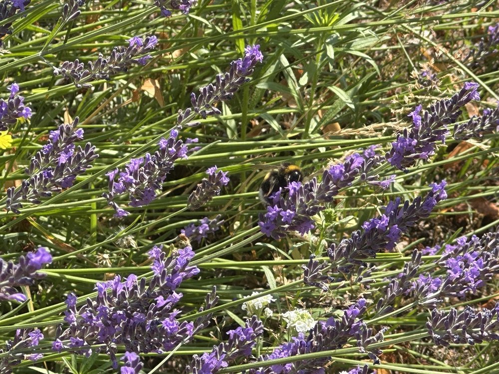 Blog-Inhaltsbild für 'Lavendel-Serie Teil 1: Lavendelsäckchen und -kissen in verschiedenen Varianten nähen'
