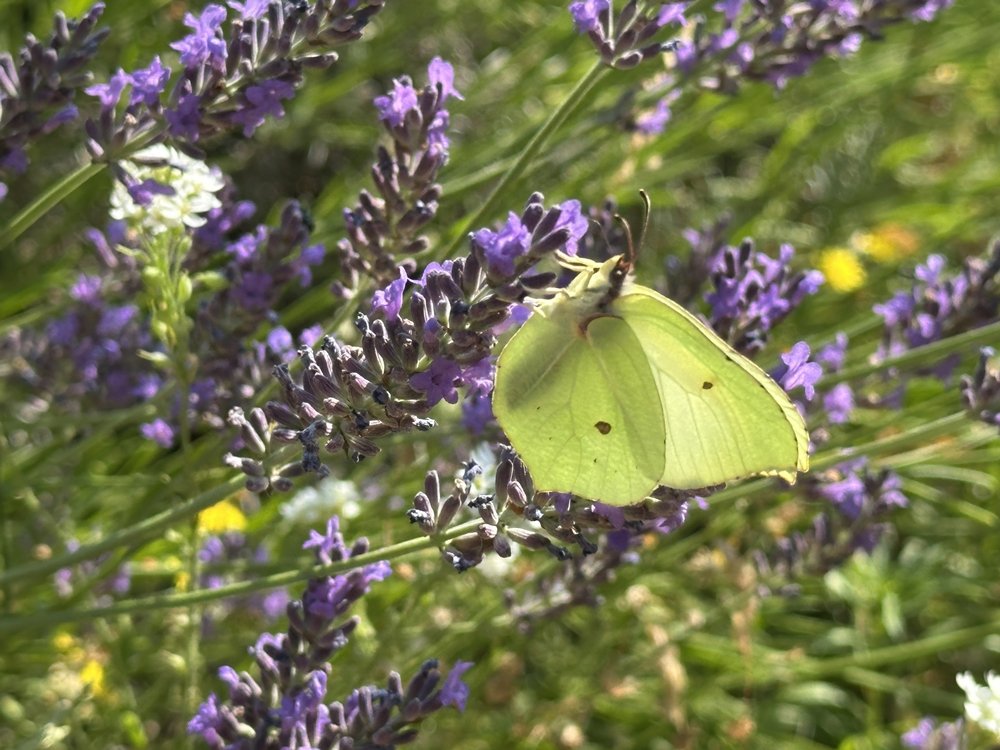 Blog-Inhaltsbild für 'Lavendel-Serie Teil 1: Lavendelsäckchen und -kissen in verschiedenen Varianten nähen'