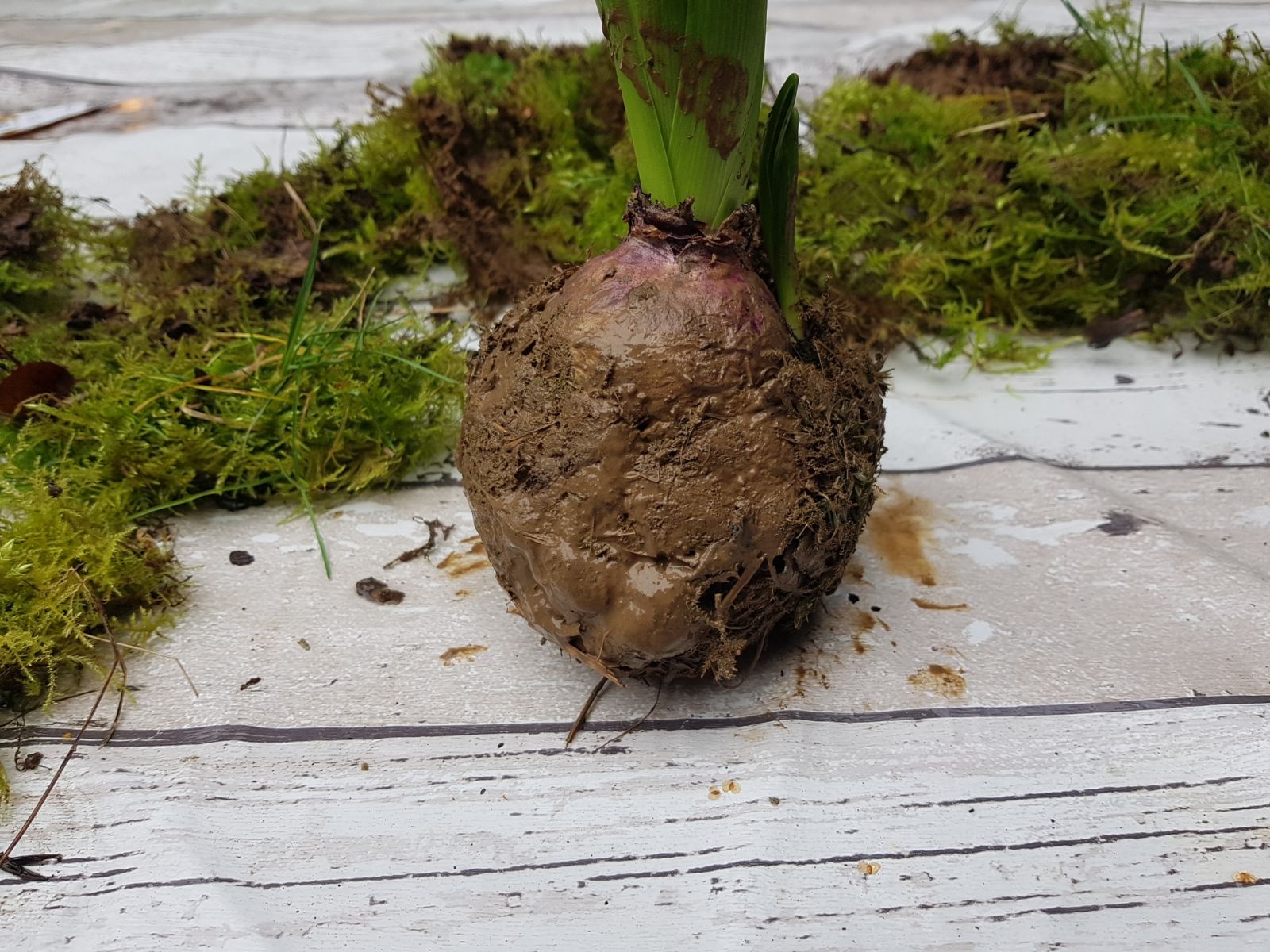 Blog-Inhaltsbild für 'Frühlingshaftes Arrangement mit lustiger Botschaft'