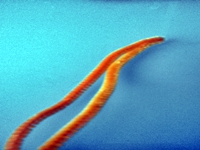 Blog-Inhaltsbild für 'Gratis-Bastelanleitung Toiletten-Rollen-Recycling'