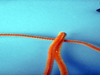 Blog-Inhaltsbild für 'Gratis-Bastelanleitung Toiletten-Rollen-Recycling'