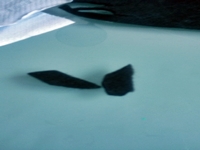 Blog-Inhaltsbild für 'Gratis-Bastelanleitung Toiletten-Rollen-Recycling'