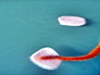 Blog-Inhaltsbild für 'Gratis-Bastelanleitung Toiletten-Rollen-Recycling'