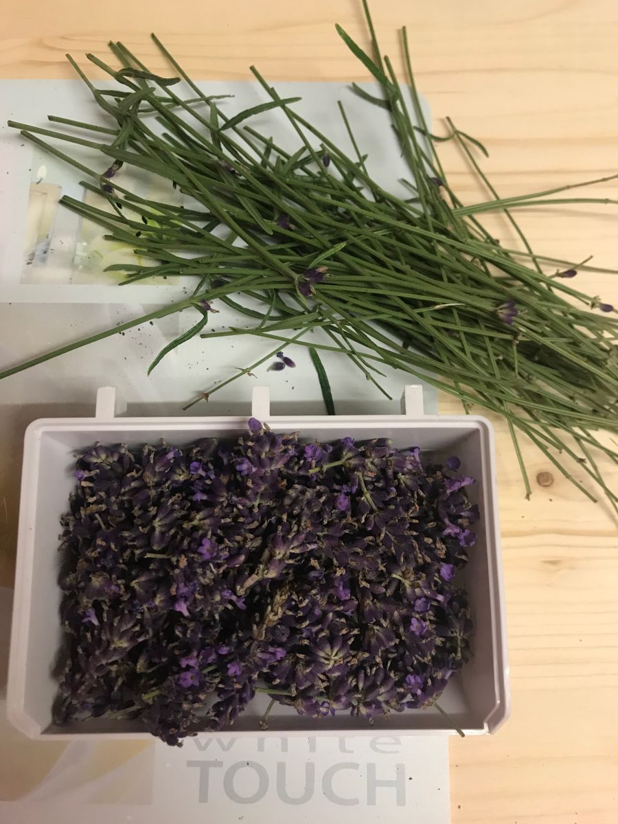 Blog-Inhaltsbild für 'Lavendelmonster - Duftkissen häkeln'