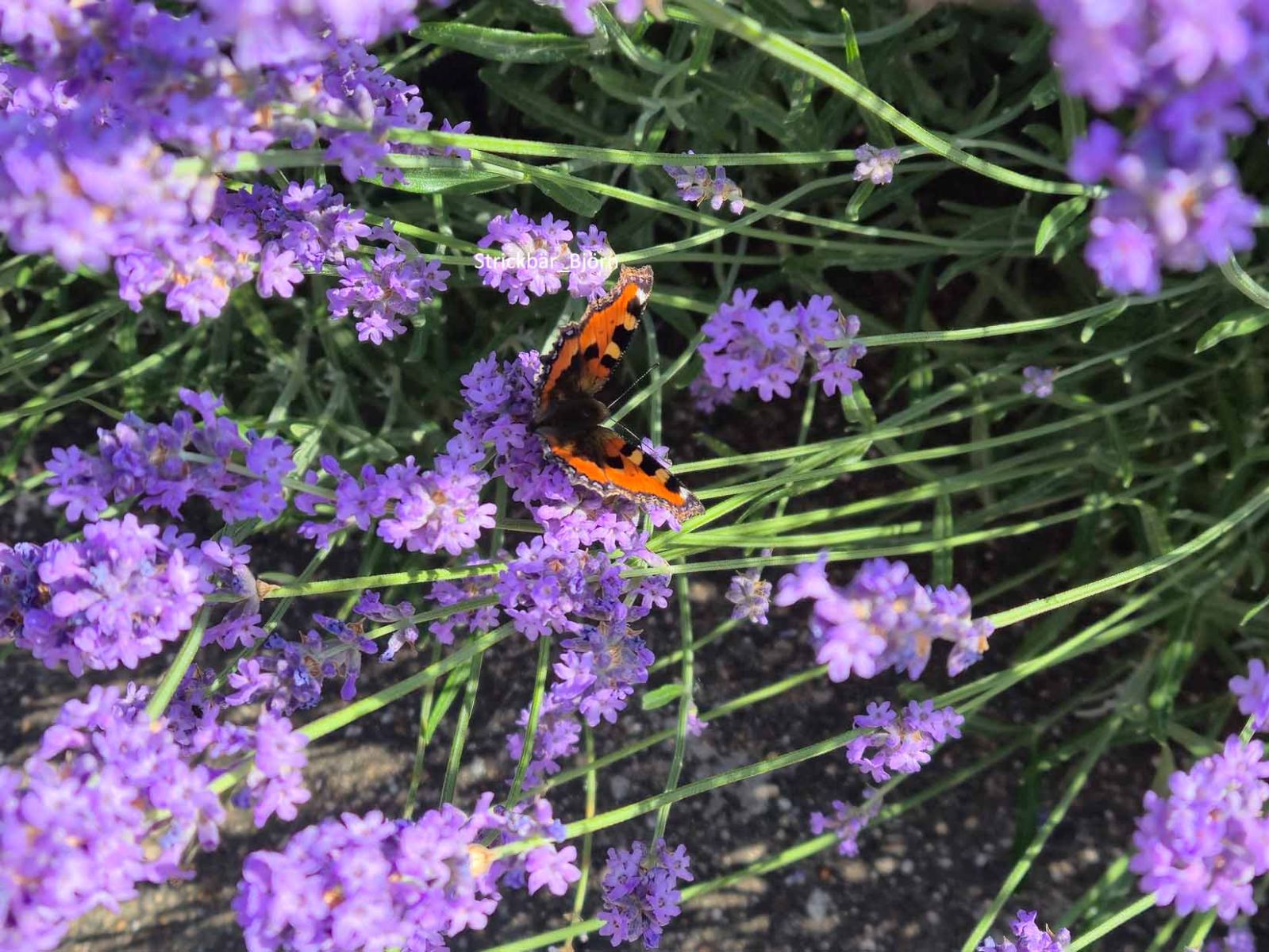 Auf dem Bild siehst du Lavendelblüten und mittig hat es sich ein Schmetterling bequem gemacht.