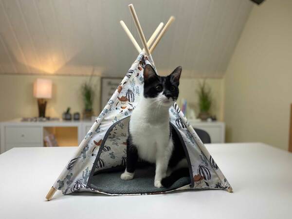 Katzenzelt für meinen kleinen Kater Chrissy