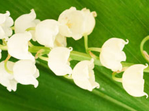 Lieblinge von Mai 2015