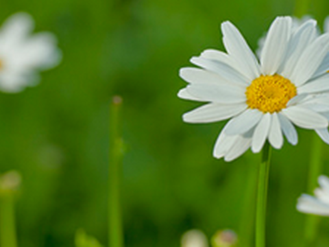 Lieblings-Anleitungen | Juni 2015