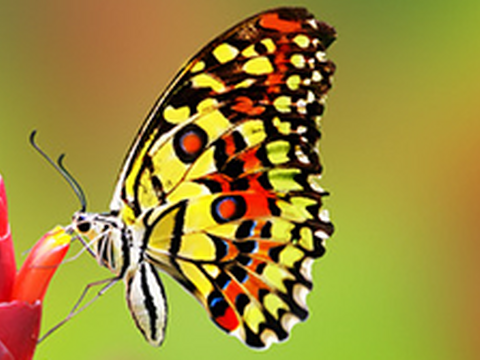 Bestseller im Juli 2015