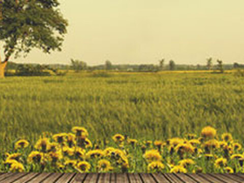 Bestseller im August 2015