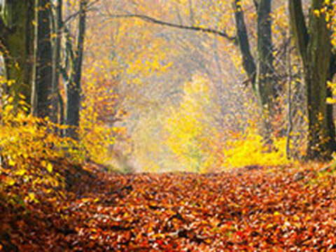 Stricken + Häkeln: Bestseller im November 2015