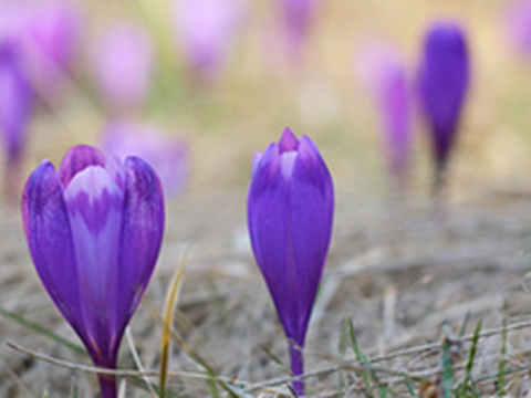 Häkeln: Bestseller im April 2016