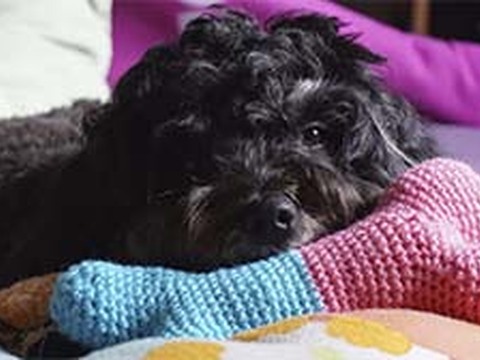 Kleidung & Spielzeug für Hunde