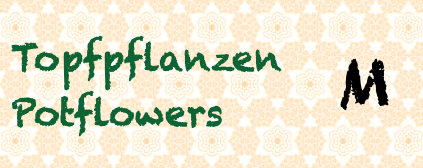Topfpflanzen / Potflowers M
