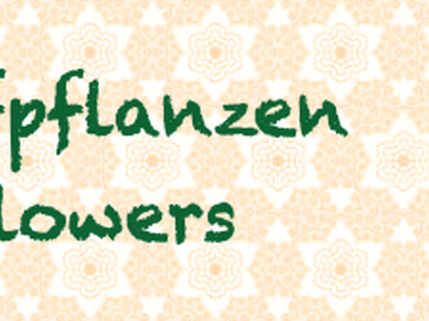 Topfpflanzen / Potflowers M