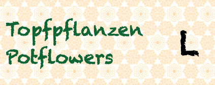 Topfpflanzen / Potflowers L