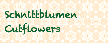 Schnittblumen / Cutflowers