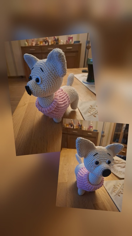 Chihuahua Dog