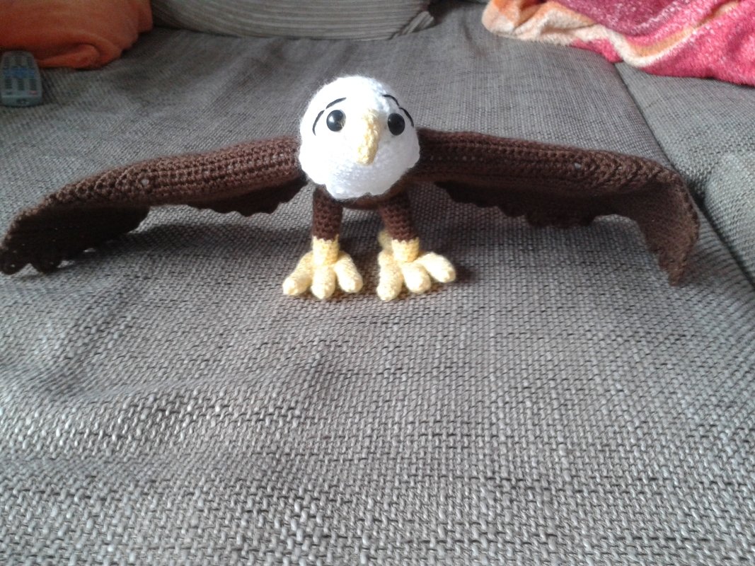 Weißkopf - Seeadler