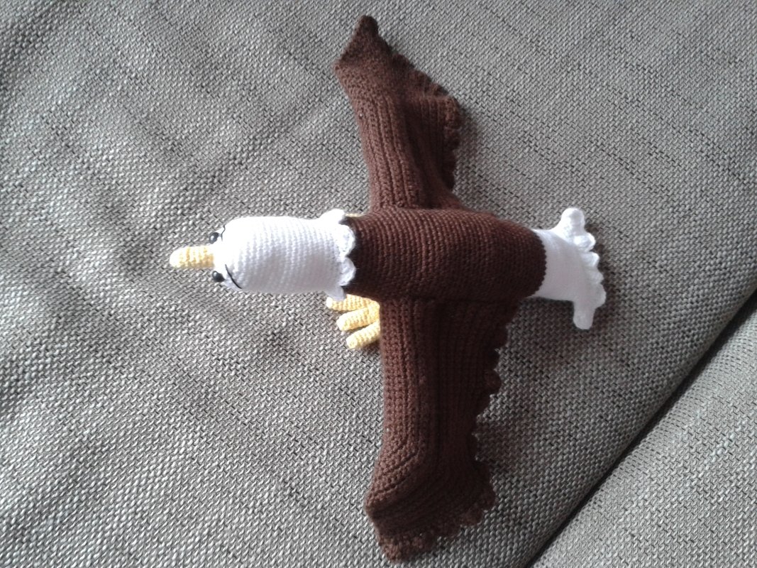 Weißkopf - Seeadler