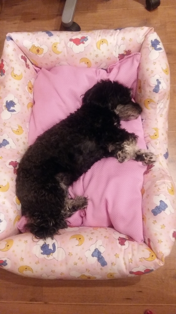 Ist eine super Anleitung. Habe es nicht so mit nähen. Hatte es ratz fatz fertig .Wie man sieht es wurde sofort getestet