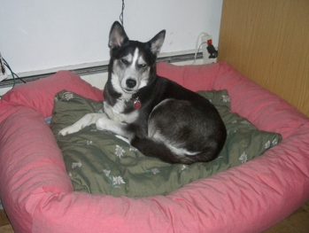 Das Hundebettchen ist sehr beliebt bei Hund und Katz.
Die Anleitung ist super gut beschrieben.
Das einzige Problem war das Befüllen mit den Schaumstoffflocken.
Ich hatte ne 2.Wahl eingekauft, die sich nicht gut händeln ließ.
Ansonsten ist diese Anleitung wirklich zu empfehlen. :)