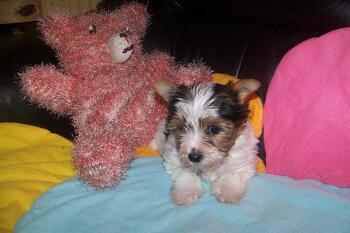 Hallo ,
Biewer Yorkshire Terrier und sein Freund ,
gestrickter Teddybär.