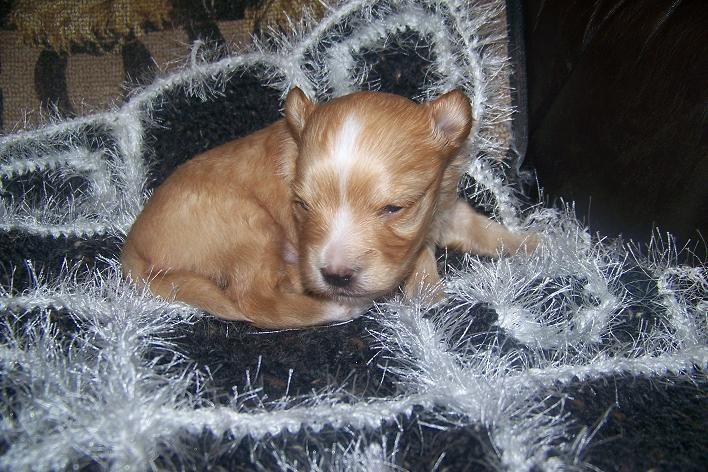 Handarbeiten Werke - Foto von pepino