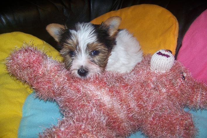 Handarbeiten Werke - Foto von pepino