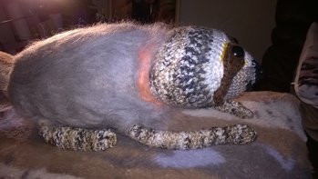 Hallo mein Faultier.