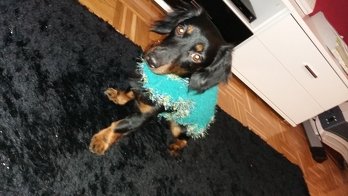 Mein erstes Hundemäntelchen !