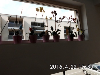 jede meiner Orchideen, hat entweder einen kleinen Vogel oder mindestens eine kleine Hummel bekommen