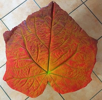 Ich habe mich nochmal an einem Betonblatt versucht. Die Blätter unseres Blauglockenbaums sind so riesig und schön, da ist es schade wenn sie herbsttechnisch einfach nur vom Baum fallen.
Das Blatt kommt an unsere Vordertür