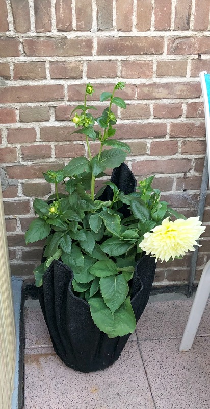 Handarbeiten Werke - Foto von Nadel Eule