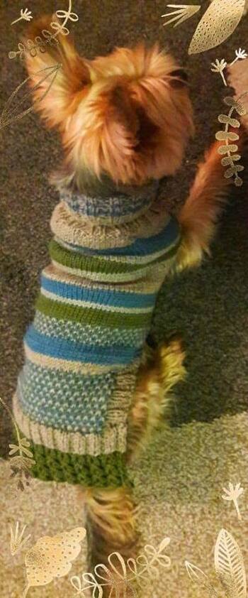 Unser Timmy im neuen Pulli. Habe ich aus Wollresten gestrickt.