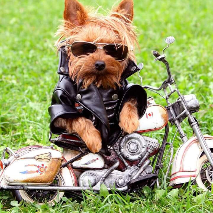 Handarbeiten Werke - Foto von loris-banka