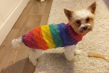 Für liebe Nachbarn habe ich mir einen Hundepullover ausgedacht . Er kam gut an und dieser Hund ist nicht zu übersehen.