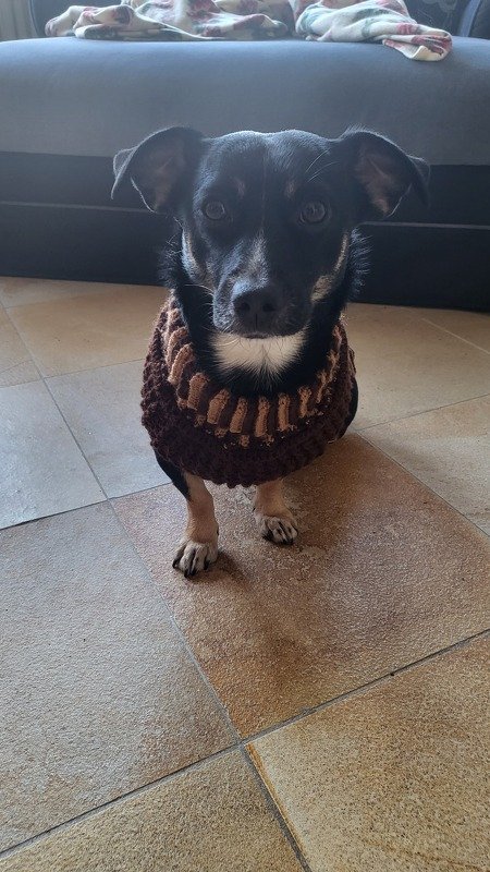 Anleitung Warmer und dicker Hundepullover 38cm gehäkelt, Größe anpassbar