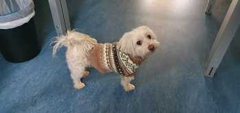 Pullover für den Hunde-Opa, damit es ihm im Winter nicht kalt wird.