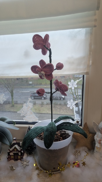 Meine zweite Orchidee