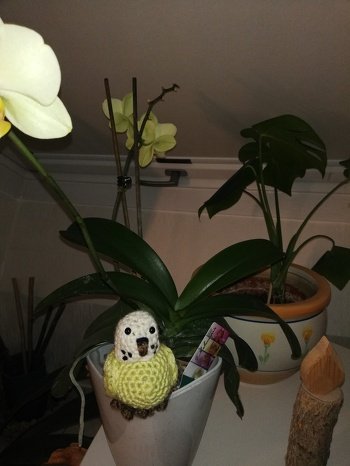 Die ersten 2 Wellensittiche sind eingezogen bei mir.