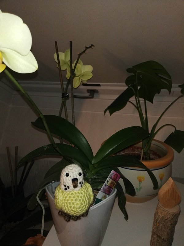 Häkelanleitung Wellensittich