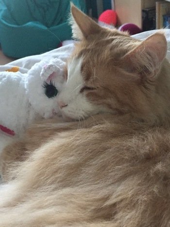 Es ist zwar kein Panda geworden sondern ein Schäfchen, aber die Methode Kuschelwolle so zu verhäkeln ist wirklich sehr gut! Jetzt kanns auch bei uns kuschelig werden ( findet unser Kater auch )