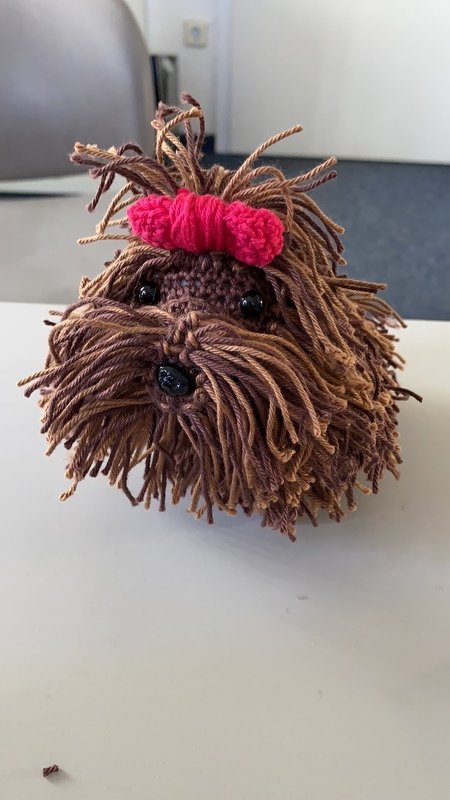 Kleiner Yorkshire Terrier