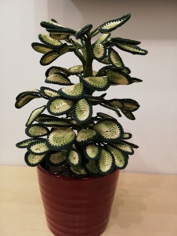 Leider ist meiner nicht so hoch geworden. Bin aber trotzdem zufrieden.