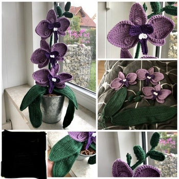 Meine Oma liebt Pflanzen, leider sind ihr im Heim die ganzen Blumen immer eingegangen. Diese wundervolle Orchidee bleibt ihr aber!
Die Anleitung war sehr gut!