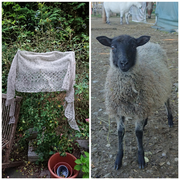 Dieses Tuch ging leicht von der Hand! Ich habe es aus der selbstgesponnen Wolle meines Jungschafs Fiona gestrickt, und ich finde das Ergebnis super zart und luftig! Die hübschen Spitzen an der Borte unten habe ich beim Trocknen leider nicht hinbekommen (vielleicht hätte ich mir da etwas mehr Mühe geben müssen, ehem).
Ich habe mit Maschenmarkierern gearbeitet und habe mir deshalb die Anleitung dafür passend umgeschrieben, damit ging es alles super einfach. Tolles Tuch, tolle Anleitung! Danke liebe Wollelfe ❤