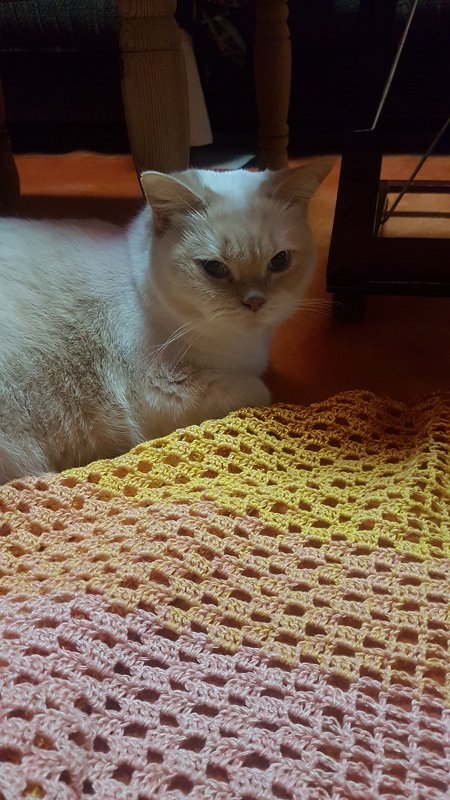 Motivtuch "Katze", Dreieckstuch, Häkelanleitung