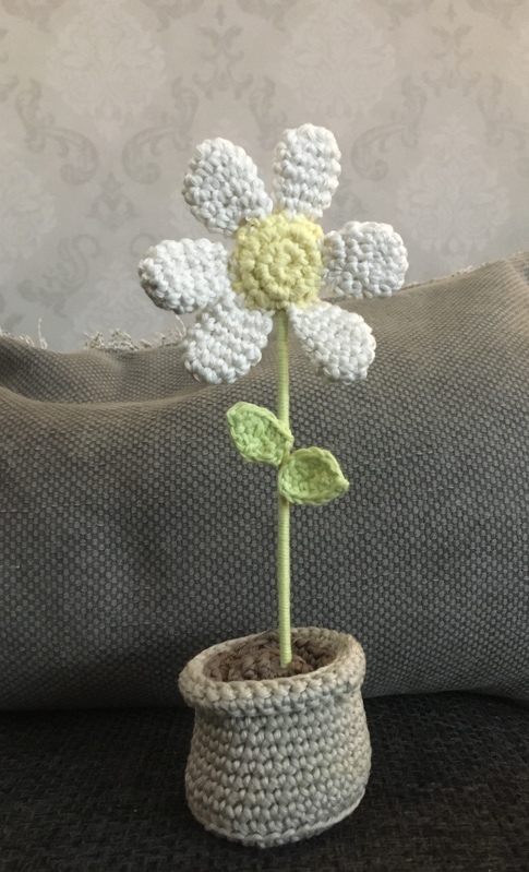 Gänseblümchen Daisy