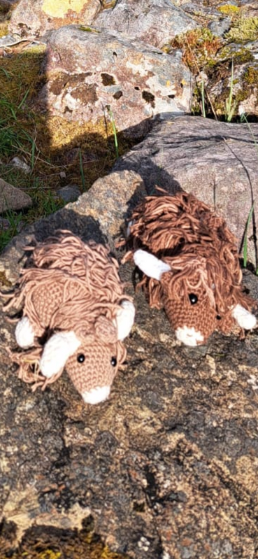 Highland Kuh / Schottisches Hochlandrind